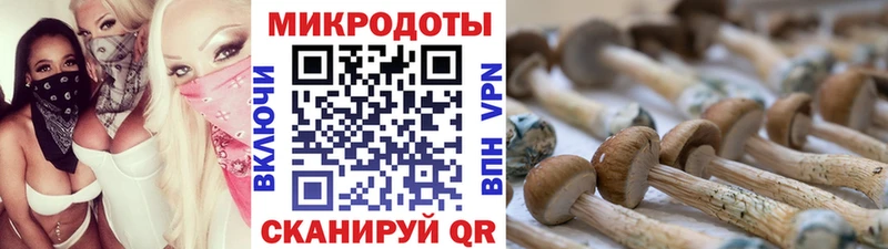 Псилоцибиновые грибы Cubensis  Данков 